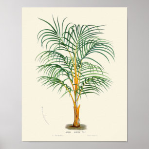Vintage Palmen-botanischer Druck Poster