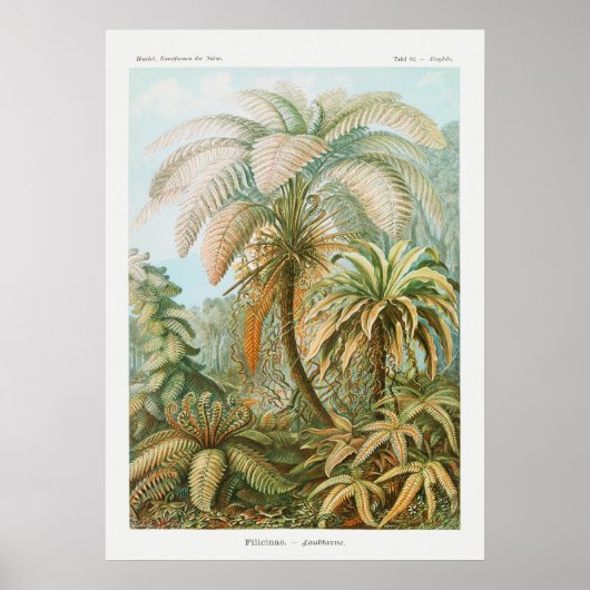 Vintage Palmen, Retro Botanisch Poster (Vorne)