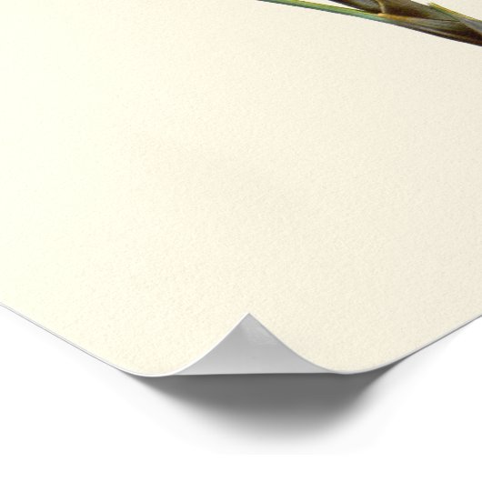 Vintage Palmenbotanische Printwerbung Poster (Ecke)