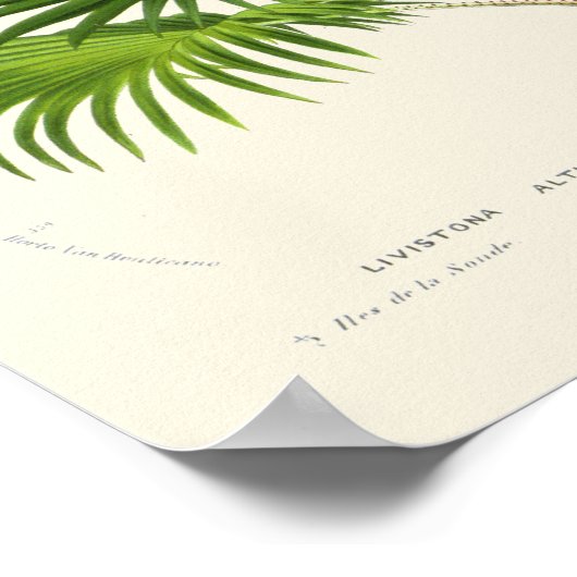 Vintage Palmenbotanische Printwerbung Poster (Ecke)