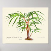 Vintage Palmenbotanische Printwerbung Poster (Vorne)