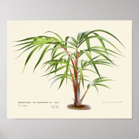 Vintage Palmenbotanische Printwerbung Poster (Vorne)
