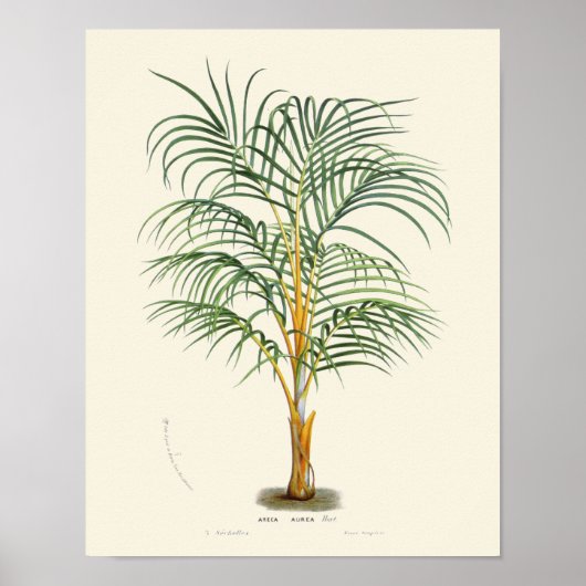 Vintage Palmenbotanische Printwerbung Poster (Vorne)