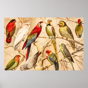 Vintage Papagei Kakadu Conure Sittich Nymphensitti Poster