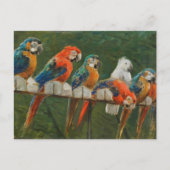 Vintage Papageien Postkarte (Vorderseite)