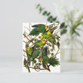 Vintage Parakeets Postkarte (Stehend Vorderseite)