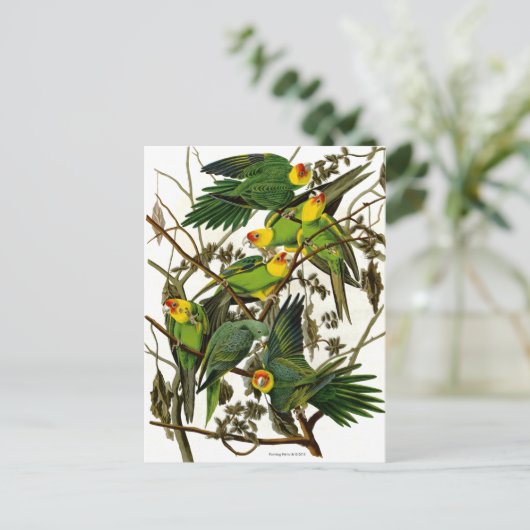 Vintage Parakeets Postkarte (Stehend Vorderseite)