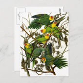 Vintage Parakeets Postkarte (Vorne/Hinten)
