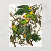 Vintage Parakeets Postkarte (Vorderseite)