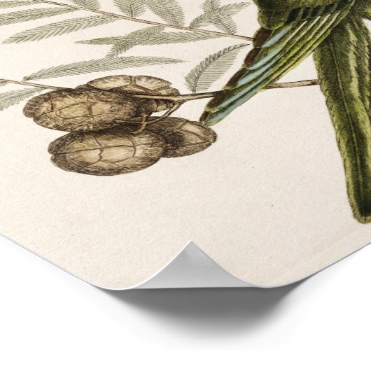 Vintage Parrot-Illustration Poster (Ecke)