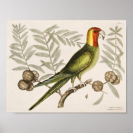 Vintage Parrot-Illustration Poster