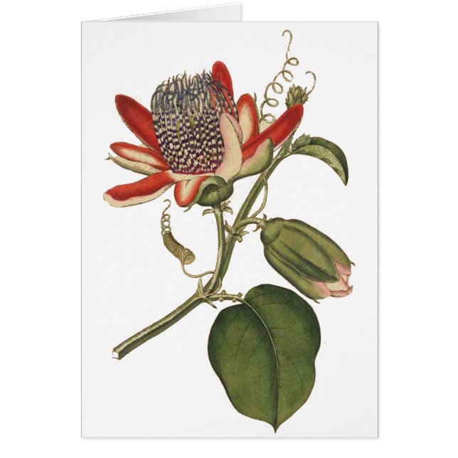 Vintage Passion-Blume (Vorne)