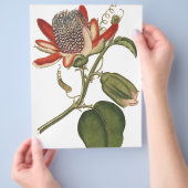 Vintage Passion-Blume Flyer (Hand)