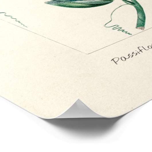 Vintage Passion-Blume Poster (Ecke)