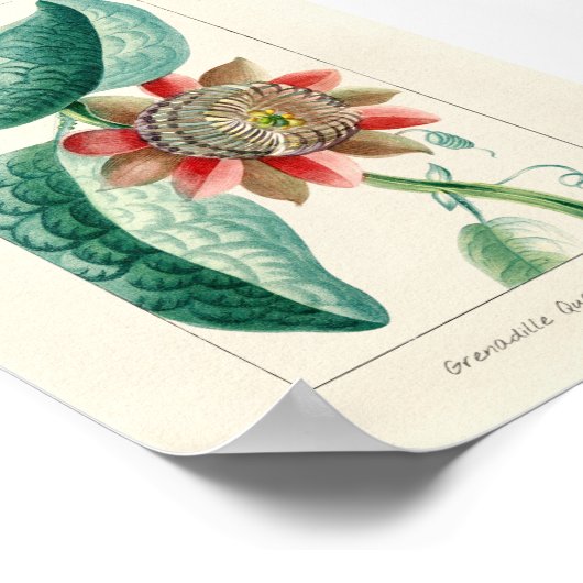 Vintage Passion-Blume Poster (Ecke)