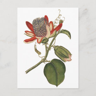 Vintage Passion-Blume Postkarte