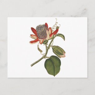 Vintage Passionsblume Postkarte