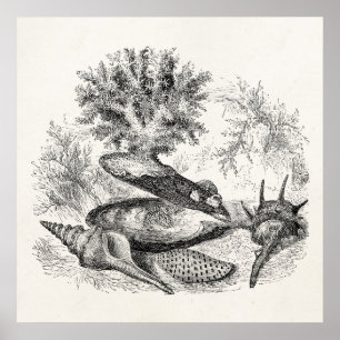 Vintage Pearl Oyster Coral Volute Muscheln Vorlage Poster