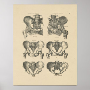 Vintage Pelvic Bones Anatomy 1880 Print Poster