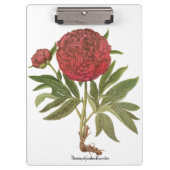 Vintage Peonies, Peony-Blume von Basilius Besler Klemmbrett (Vorderseite)