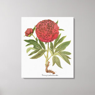 Vintage Peonies, Peony-Blume von Basilius Besler Leinwanddruck
