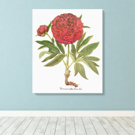 Vintage Peonies, Peony-Blume von Basilius Besler Leinwanddruck