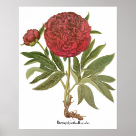 Vintage Peonies, Peony-Blume von Basilius Besler Poster