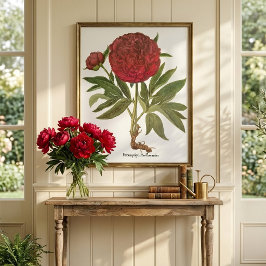 Vintage Peonies, Peony-Blume von Basilius Besler Poster
