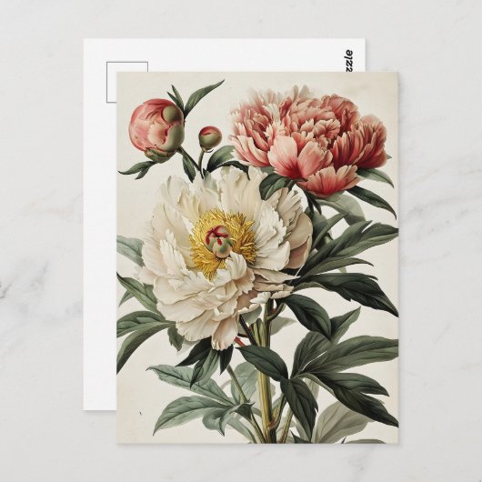Vintage Peonies Postkarte (Vorne/Hinten)