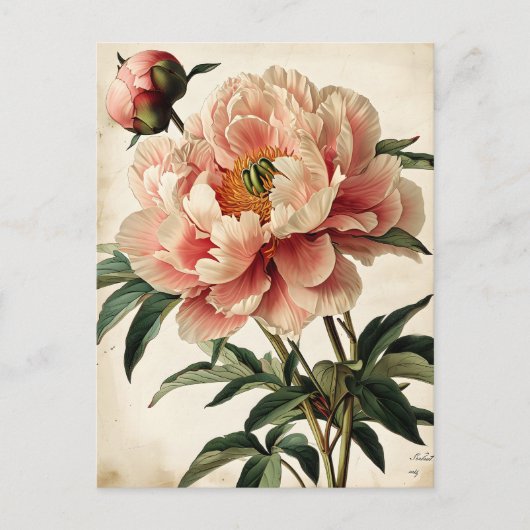 Vintage Peonies Postkarte (Vorderseite)