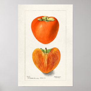 Vintage Persimmons Fruchtsaftfarbe Poster