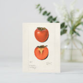 Vintage Persimmons Fruchtsaftfarbe Postkarte (Stehend Vorderseite)