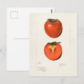 Vintage Persimmons Fruchtsaftfarbe Postkarte (Vorne/Hinten)