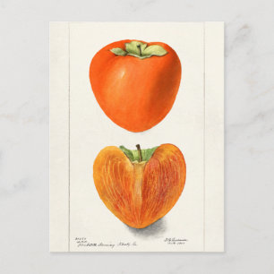Vintage Persimmons Fruchtsaftfarbe Postkarte