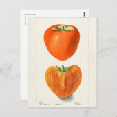 Vintage Persimmons Fruchtsaftfarbe Postkarte (Vorne/Hinten)