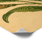 Vintage Peruvian Lily on Weathered Paper Poster (Ecke)