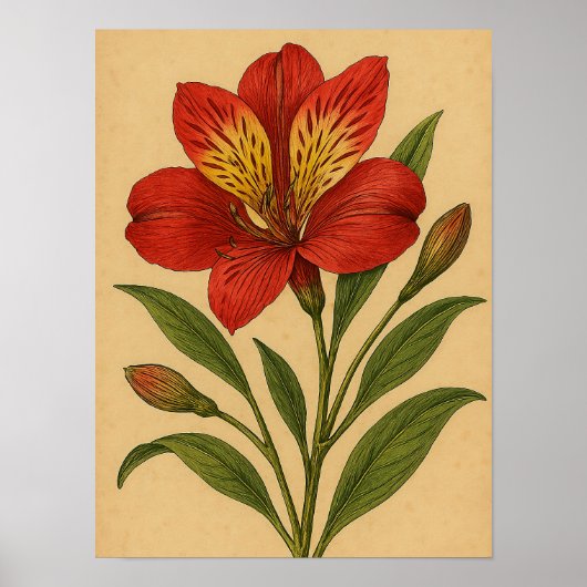 Vintage Peruvian Lily on Weathered Paper Poster (Vorne)