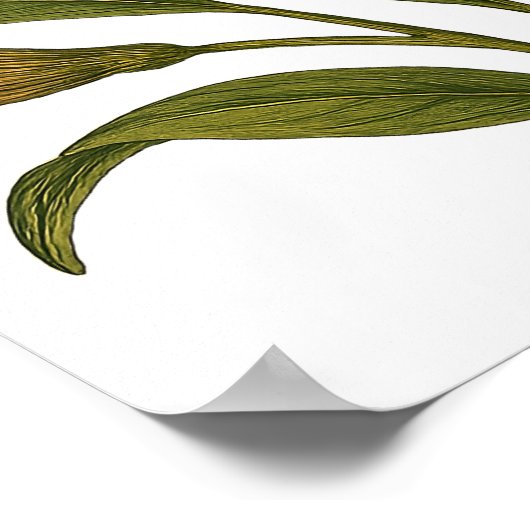 Vintage Peruvian Lily Poster (Ecke)