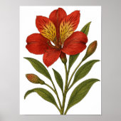 Vintage Peruvian Lily Poster (Vorne)