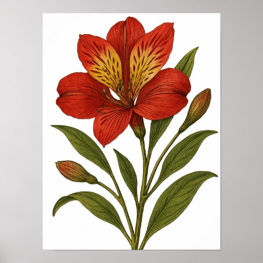 Vintage Peruvian Lily Poster (Vorne)