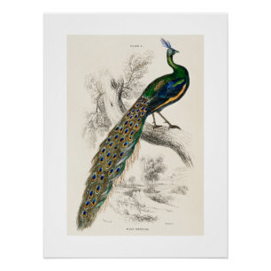 Vintage-Pfau-Naturhistoriedruck Poster