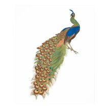 Vintage Pfau 