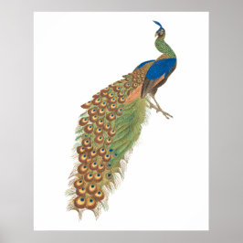 Vintage Pfau  Poster