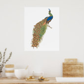 Vintage Pfau Poster (Küche)