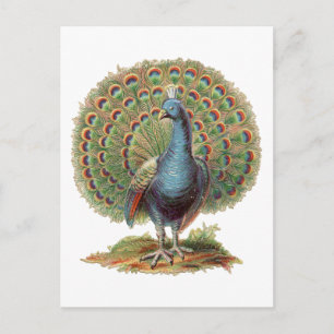 Vintage Pfau… Postkarte
