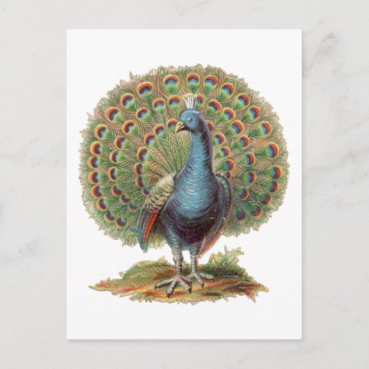 Vintage Pfau… Postkarte (Vorderseite)