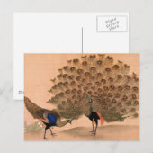 Vintage Pfau Postkarte (Vorne/Hinten)