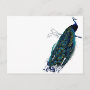 Vintage Pfau Postkarte