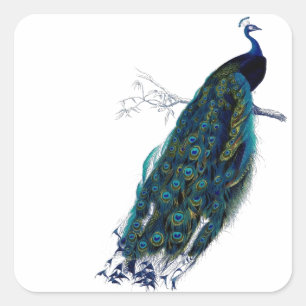 Vintage Pfau Quadratischer Aufkleber