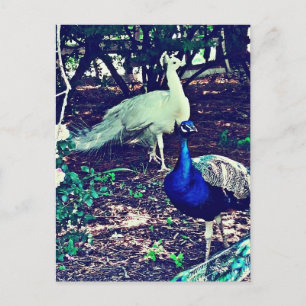 Vintage Pfauen Postkarte